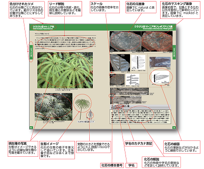 中生代植物化石図鑑
